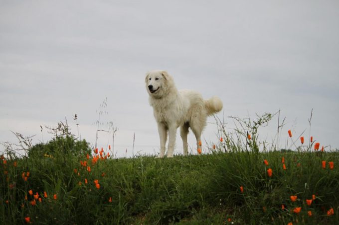 31G301623-1c7f01a6bd9b407b8d8d9daa36e23a86