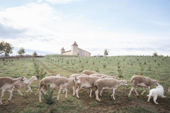 31G301623-f802560f937f427dac852ed95158d4ed