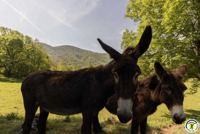 31G400762-142d0369b54949329a3c4d72441a8a2e