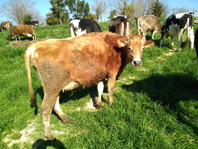 52783853-975012479357337-2457296672900775936-n