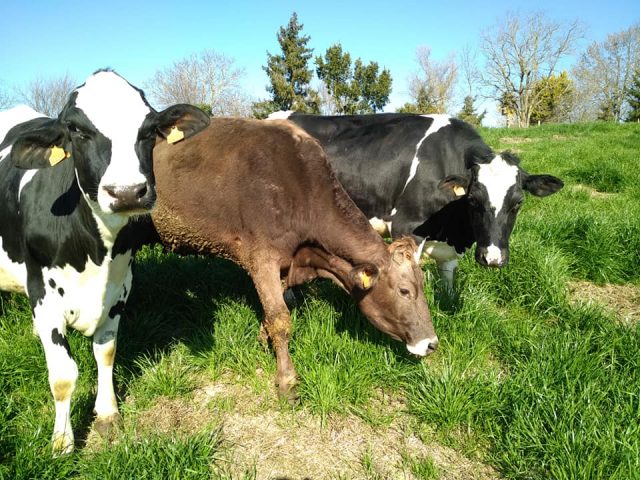 52917308-975012786023973-6035798213439520768-n