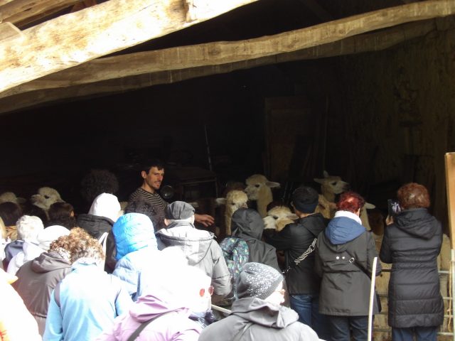 Alpagas-et-colibri–Gensac-de-Boulogne