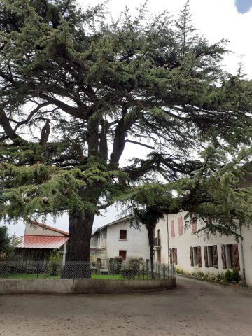 Au-Grand-Cedre—-Miramont-de-Comminges