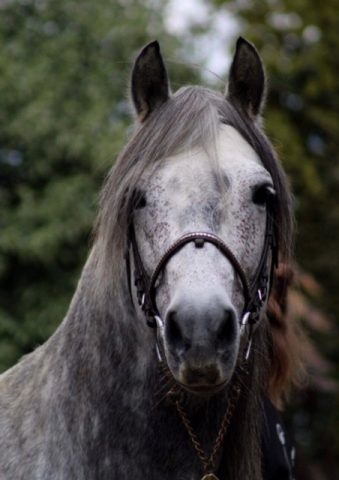 Centre-equestre-Les-farfadets–portrait—–Escanecrabe