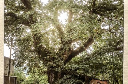 LE CHENE DES BOURDALATS