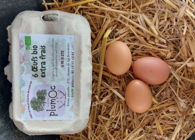 Ferme-Plumoc-Aurignac—oeufs–2-