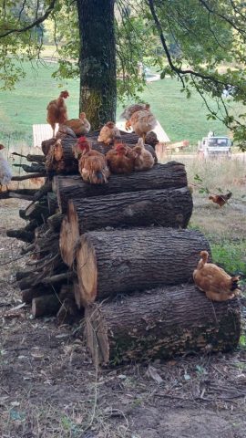 Ferme-Plumoc-Aurignac—oeufs–4-