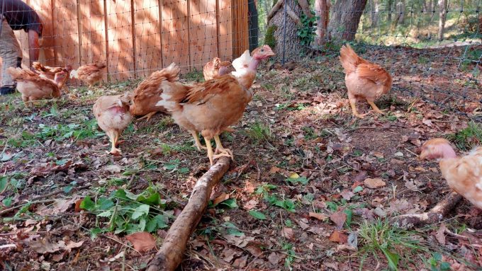 Ferme-Plumoc-Aurignac—oeufs–7-