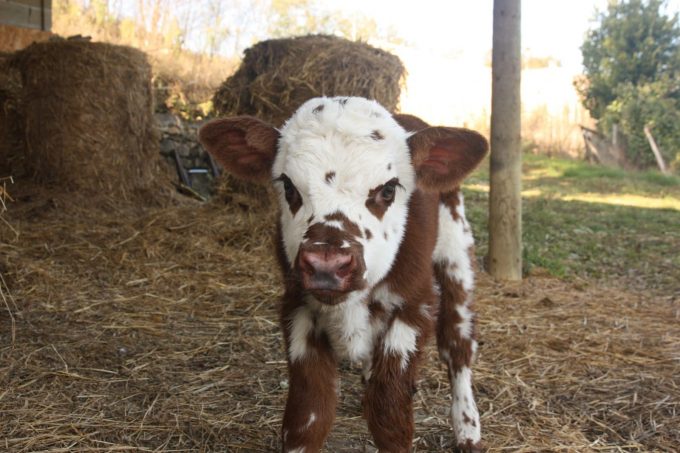Ferme-de-l-Omiere-Bouzin-vache