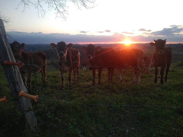 GAEC-de-la-Colombe-Boulogne-sur-Gesse-vache
