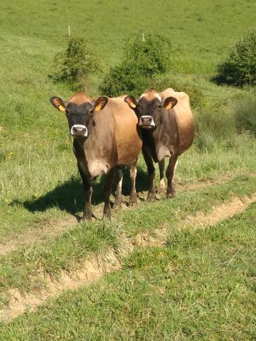 GAEC-de-la-colombe–boeuf–Boulogne-sur-gesse