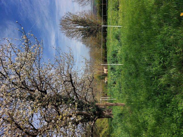 Gite-des-collines—chevaux-Cassagnabere-Tournas-Comminges-Pyrenees