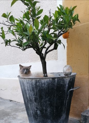 IMG-20210625-122958-resized-20220523-091439391-2