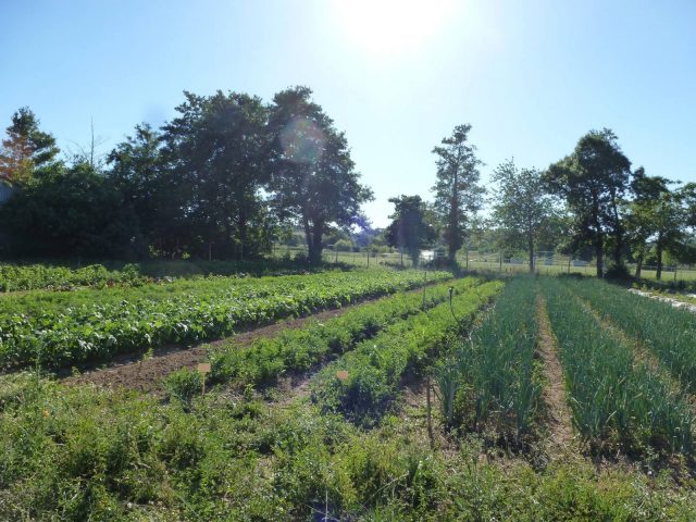 Jardin–Les-Jardins-du-Flouran–L-Isle-en-Dodon