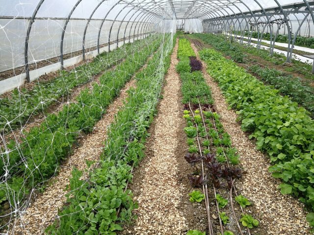 La-ferme-des-mille-Pas–Terrebasse–Theo-Le-Dantec–3-