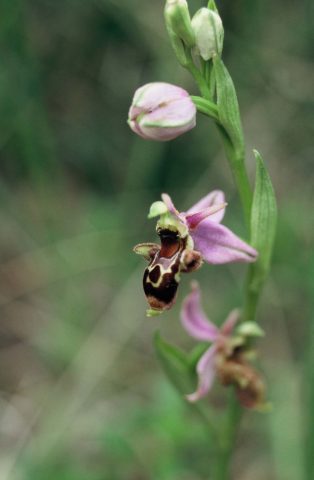 Natura-2000—Ophrys-Scolopax—Boulogne-sur-Gesse