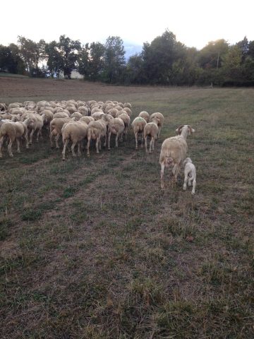 Ovins–gaec-des-2-coteaux–Saint-Frajou