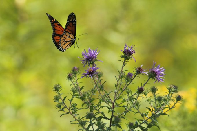 Papillon-Comminges-Pyrenees