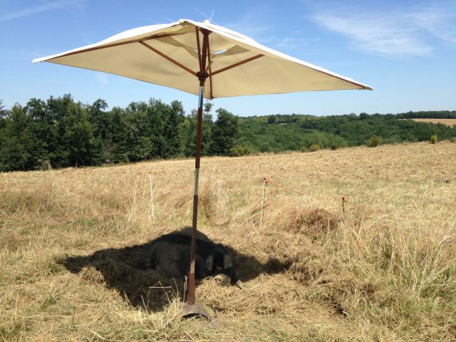 Porc-noir–gaec-des-2-coteaux–Saint-Frajou–2-