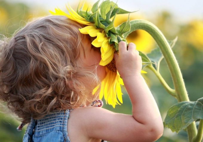 Pyrenees-Passions–Sunflower