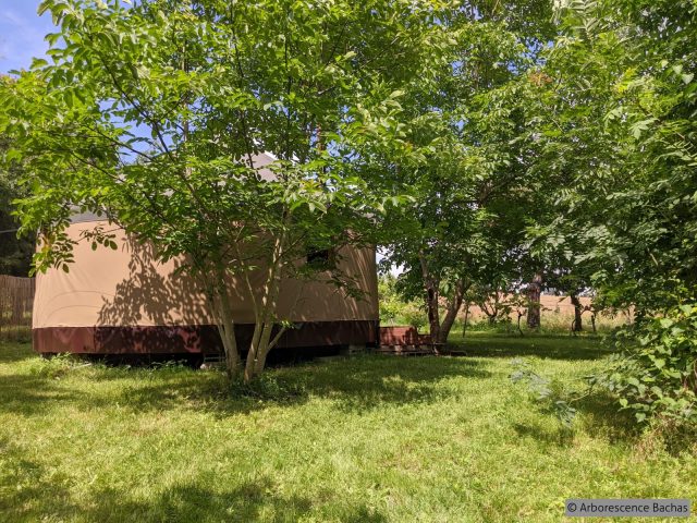 Yourte-Arborescence-Bachas—Comminges-Pyrenees