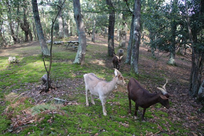 Yourtes-au-Bois-d-Escoumos—-Gensac-de-Boulogne