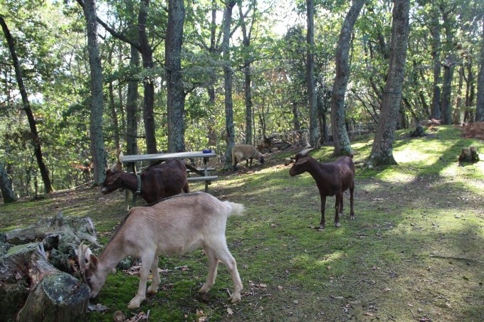 Yourtes-au-Bois-d-Escoumos—Gensac-de-Boulogne