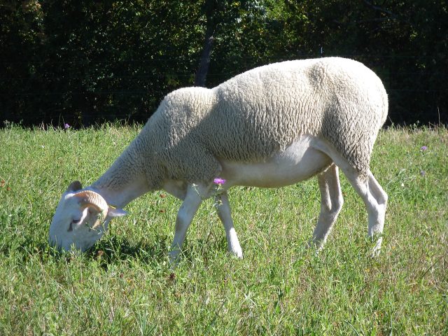 agneau–ferme-de-Soubiane–Boussan