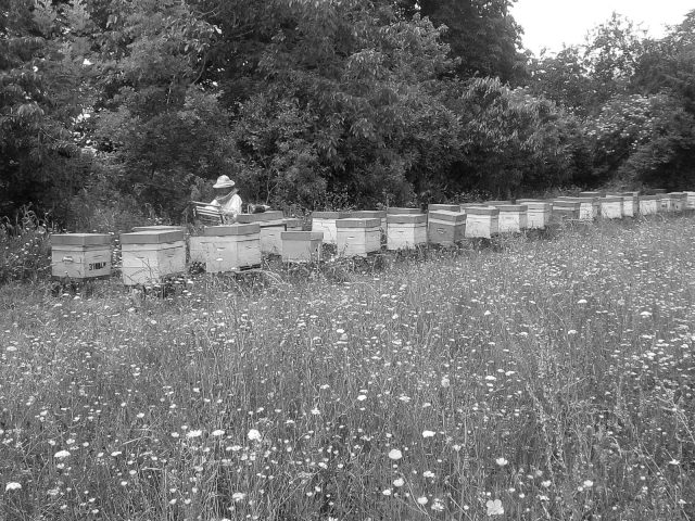 apiculteur–BERDIER-Cecile–Saint-Marcet–2-