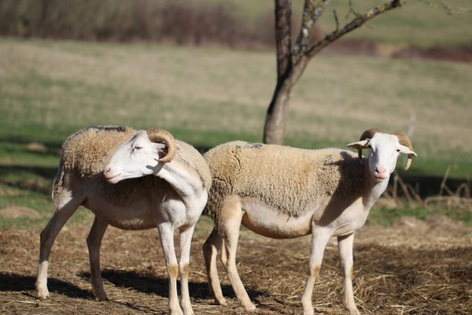 la-bergerie-d-Augustin