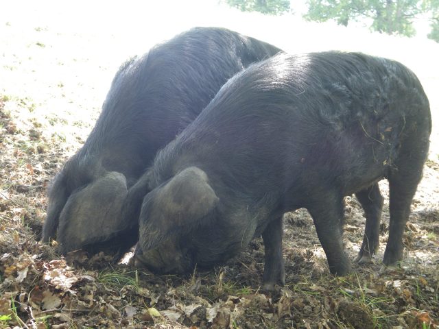 porc-noir–ferme-de-Soubiane–Boussan