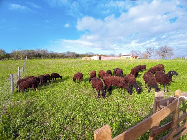 viande–Ferme-de-Mailho-Blanc–Boulogne-sur-Gesse–6-