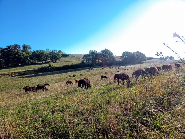 viande–Ferme-de-Mailho-Blanc–Boulogne-sur-Gesse–7-